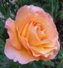 Adolf Horstmann ® rose photo