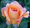 Adolf Horstmann ® rose photo