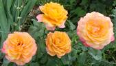 Adolf Horstmann ® rose photo