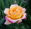 Adolf Horstmann ® rose photo