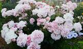 Home rose photo