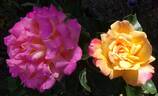 Tahiti rose photo