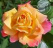 Tahiti rose photo