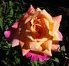 Tahiti rose photo