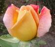 Tahiti rose photo