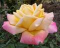 Tahiti rose photo