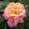 Tahiti rose photo