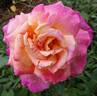 Tahiti rose photo