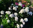 Bouquet Parfait ® rose photo