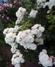 Bouquet Parfait ® rose photo