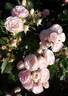 Bouquet Parfait ® rose photo