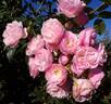 Bouquet Parfait ® rose photo