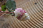Madame Alfred Carrière rose photo
