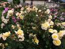 Sunny Sky rose photo