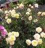 Sunny Sky rose photo