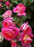 Gebrüder Grimm ® rose photo