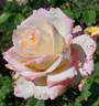 Athena rose photo