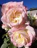 Athena rose photo