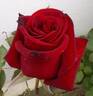 Black Magic ® rose photo
