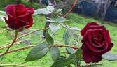 Black Magic ® rose photo