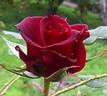 Black Magic ® rose photo