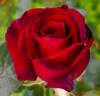 Black Magic ® rose photo