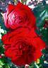 Black Magic ® rose photo