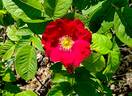 Arnold rose photo