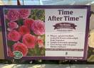 Time After Time rose photo