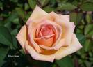 Rosarian Tom Mayhew rose photo