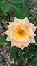 Rosarian Tom Mayhew rose photo