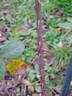 Feroxia rose photo