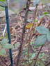 Feroxia rose photo