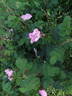 <i>Rosa rugosa repens rosea</i> rose photo