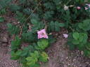 <i>Rosa rugosa repens rosea</i> rose photo