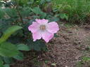 <i>Rosa rugosa repens rosea</i> rose photo