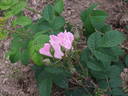 <i>Rosa rugosa repens rosea</i> rose photo