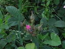 <i>Rosa rugosa repens rosea</i> rose photo