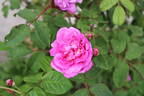 Moussue ponctuée rose photo