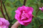 Moussue ponctuée rose photo