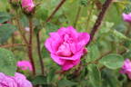Moussue ponctuée rose photo