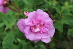 Moussue ponctuée rose photo