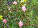 R. glauca rose photo