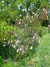R. glauca rose photo