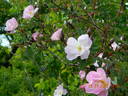 R. glauca rose photo