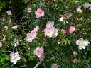 R. glauca rose photo