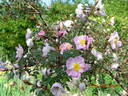 R. glauca rose photo