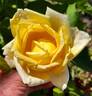 Golden Oldie rose photo