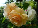 Buff Beauty rose photo