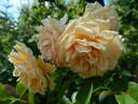 Buff Beauty rose photo